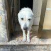 LILLA - 7 Anni  - Simil Spinone  - Taglia: Media  - Carattere: dolce, buona  - Affinità: Persone, cani, gatti Foto 3